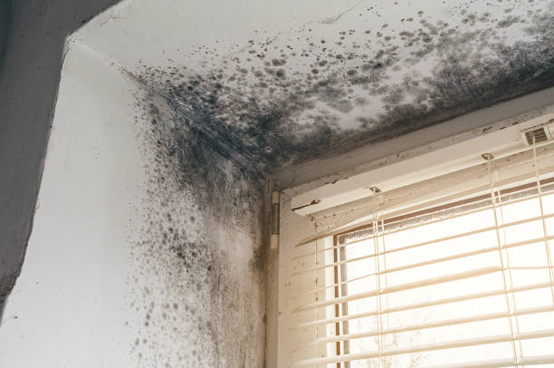 Affordable Mold Remediation solutions in Smithfield, VA